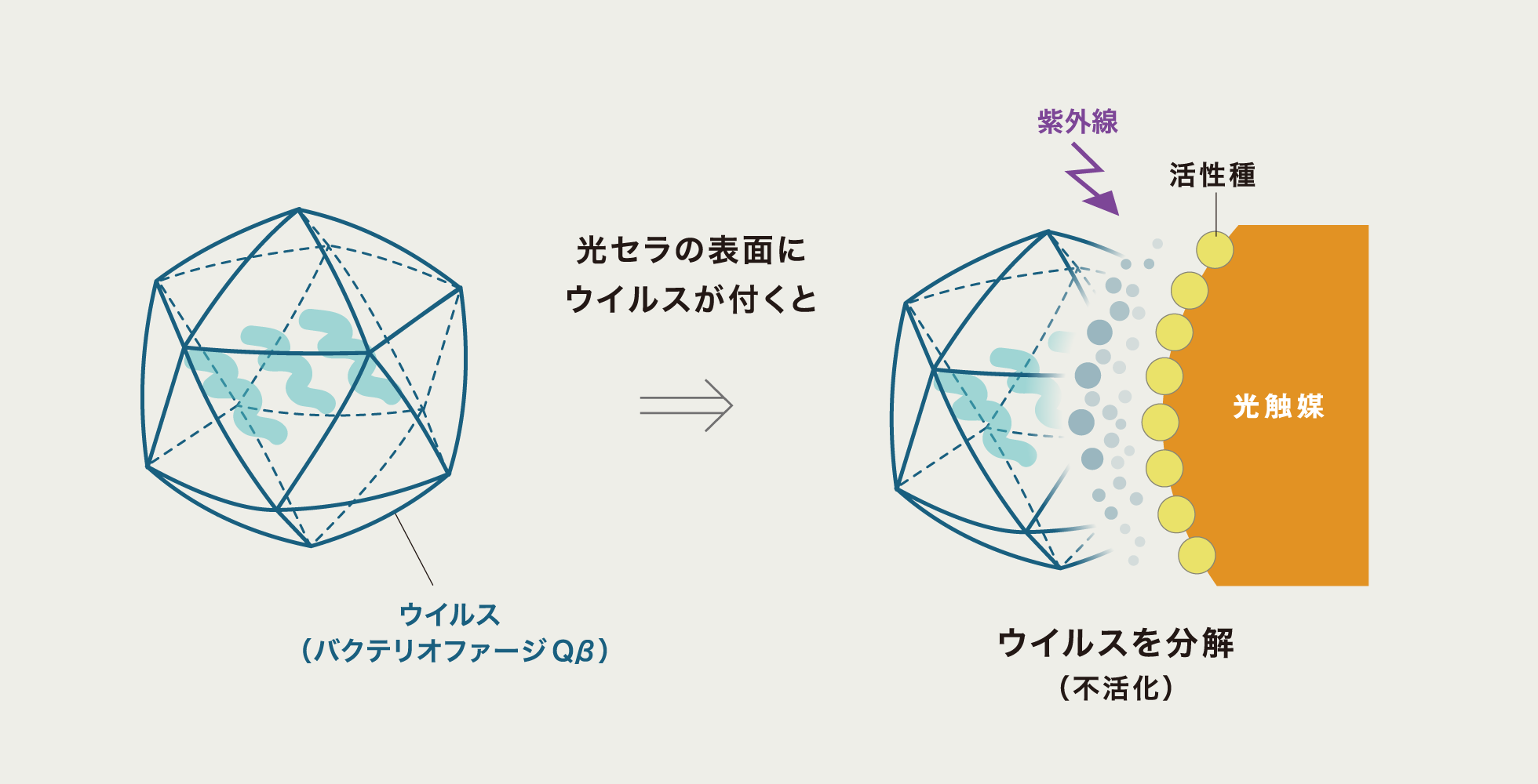 �摜�F���Z���̕\�ʂɃE�C���X���t���ƌ��G�}�����O�����󂯂Ċ�����𔭐������A�E�C���X�𕪉��i�s�����j����C���[�W�}