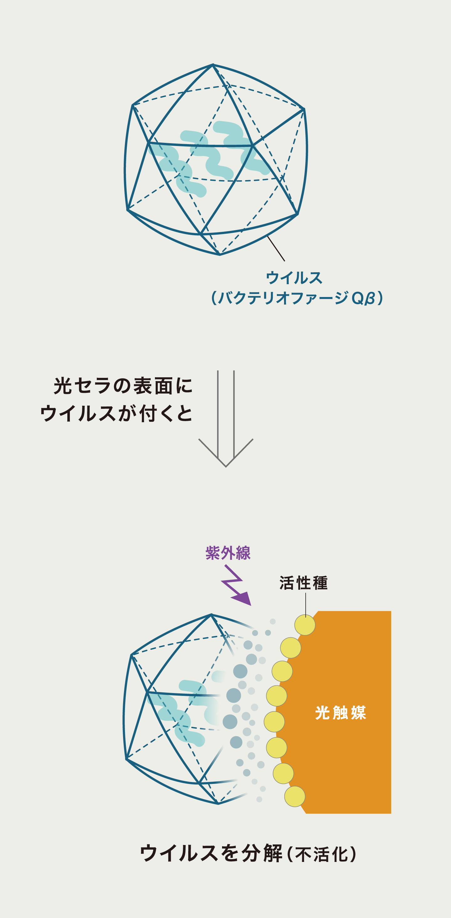 �摜�F���Z���̕\�ʂɃE�C���X���t���ƌ��G�}�����O�����󂯂Ċ�����𔭐������A�E�C���X�𕪉��i�s�����j����C���[�W�}