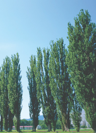 �摜�F�|�v�����؂̃C���[�W